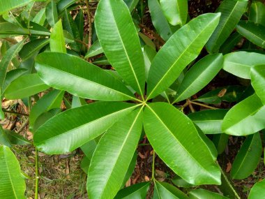 Close up green alstonia scholaris (also called blackboard tree,  devil's tree, pule, kayu gabus, lame, lamo, pule, jelutung) leaves with a natural background clipart