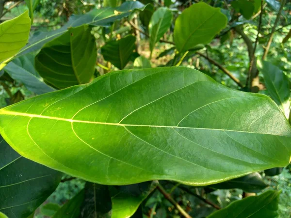 Hojas Fruta Verde Jack Con Fondo Natural Artocarpus Heterophyllus Una —  Fotos de Stock