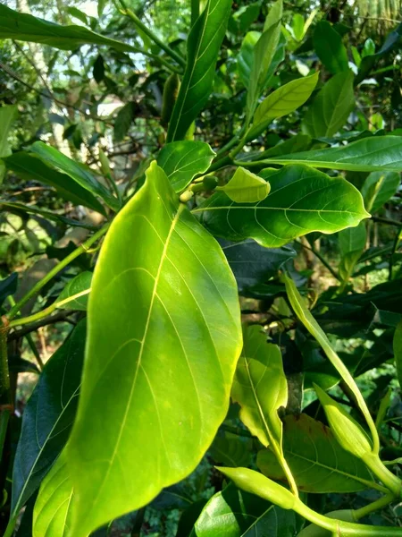 Hojas Fruta Verde Jack Con Fondo Natural Artocarpus Heterophyllus Una — Foto de Stock