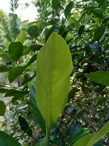 绿色的杰克果叶有天然的背景 杰克果 Jack Fruit 又名杰克树 Artocarpus Heterophyllus Nangka 是无花果树 桑树和面包果科 — 图库照片
