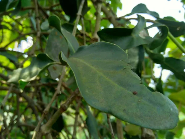 Grüne Heckenfruchtblätter Mit Natürlichem Hintergrund Artocarpus Heterophyllus Ist Eine Baumart — Stockfoto