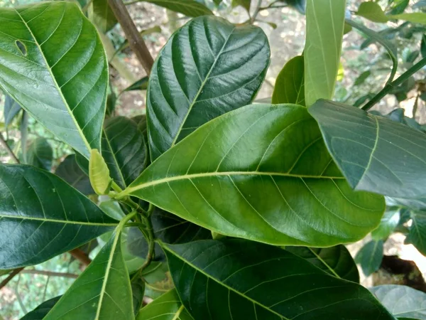 Hojas Fruta Verde Jack Con Fondo Natural Artocarpus Heterophyllus Una — Foto de Stock