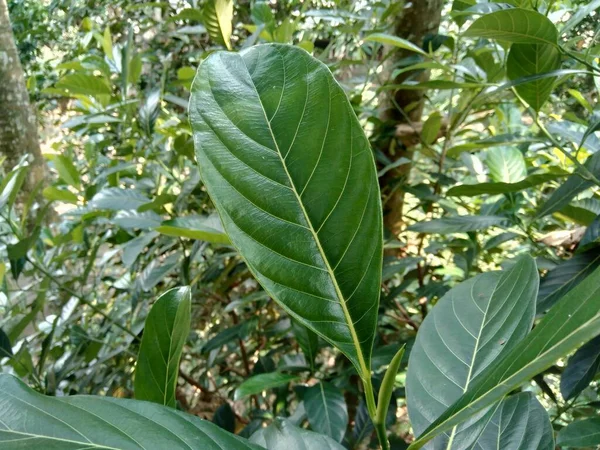 Зеленые Листья Домкрата Естественном Фоне Валет Известный Валет Artocarpus Heterophyllus — стоковое фото