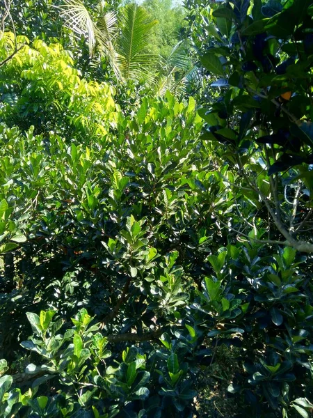 Grüne Heckenfruchtblätter Mit Natürlichem Hintergrund Artocarpus Heterophyllus Ist Eine Baumart — Stockfoto