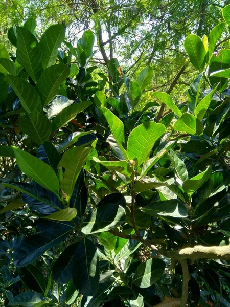 Yeşil Jack Meyvesi Yaprakları Doğal Arkaplanlı Jack Meyvesi Ayrıca Jack — Stok fotoğraf