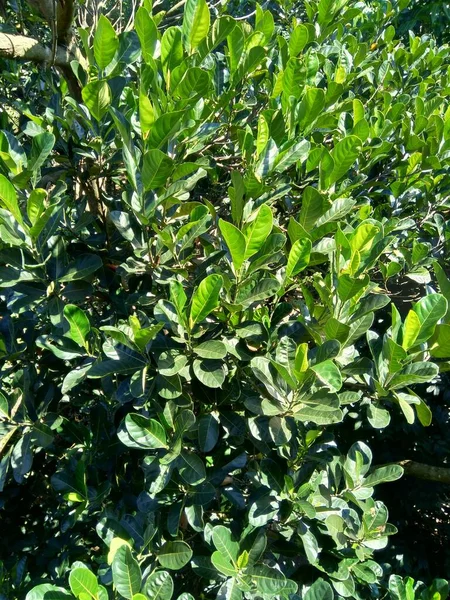 Yeşil Jack meyvesi yaprakları doğal arkaplanlı. Jack meyvesi (ayrıca Jack ağacı, Artocarpus heterophyllus, nangka olarak da bilinir) incir, dut ve ekmek meyvesi (Moraceae) familyasından bir ağaç türüdür.).