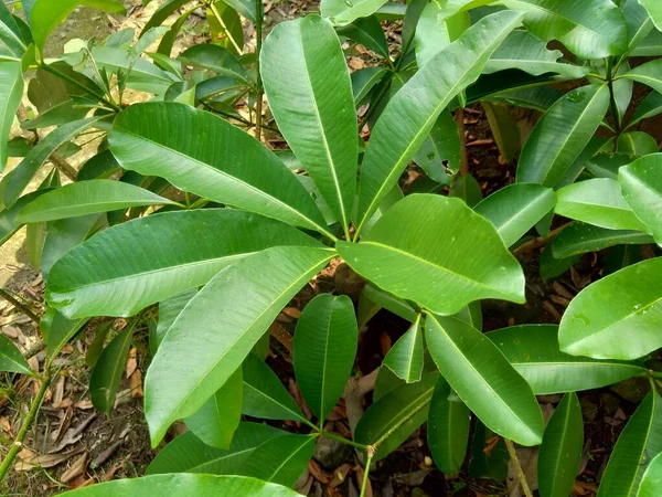 Cerrar Alstonia Scholaris Verde También Llamado Árbol Pizarra Árbol Del —  Fotos de Stock