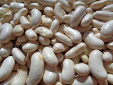 Doğal bir geçmişi olan uzun fasulye tohumları. Tohumlar kurutma sürecinde.