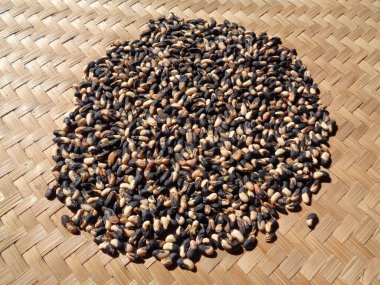 Doğal bir geçmişi olan uzun fasulye tohumları. Tohumlar kurutma sürecinde.