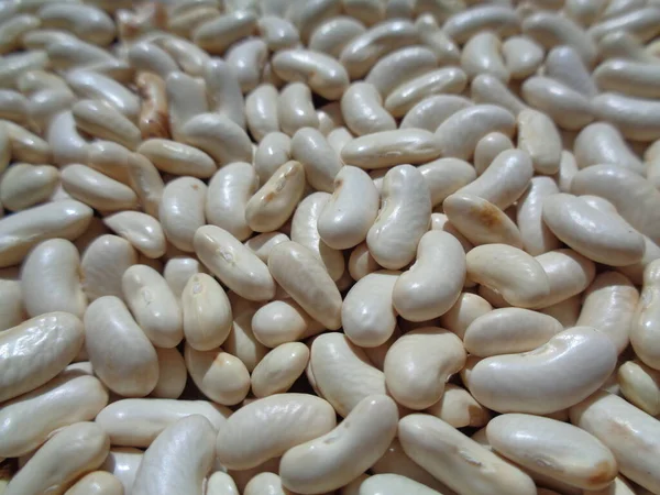 Длинные Бобовые Семена Естественном Фоне Семена Находятся Процессе Сушки — стоковое фото