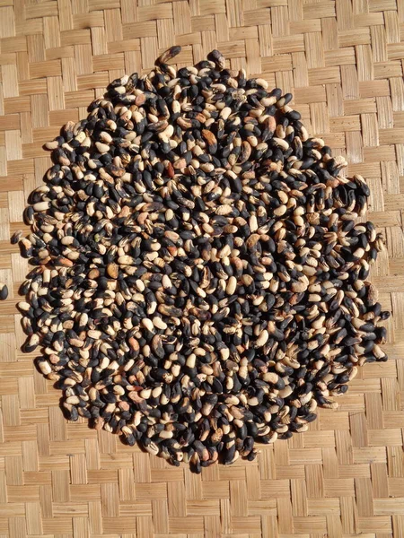 自然の背景を持つ長い豆の種 種子は乾燥プロセスにあります — ストック写真