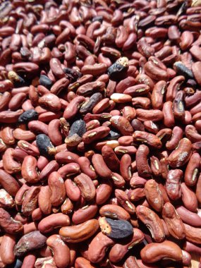 Doğal bir geçmişi olan uzun fasulye tohumları. Tohumlar kurutma sürecinde.