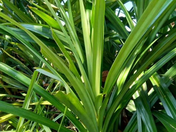 Pandanus Amaryllifolius Indonesio Llamado Pandan Wangi Con Fondo Natural —  Fotos de Stock