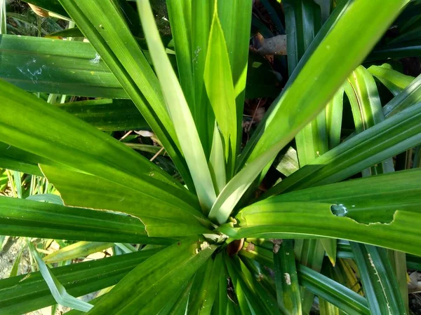 Pandanus Amaryllifolius 印尼语称为Pandan Wangi 具有自然背景 — 图库照片