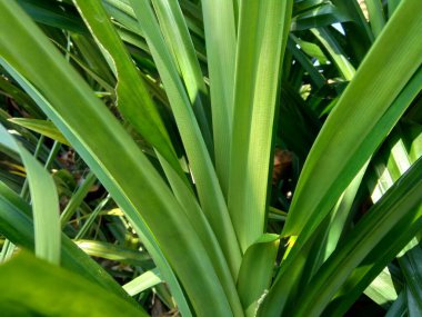Pandanus amiaryllifolius (Endonezya 'da pandan wangi olarak bilinir) doğal bir geçmişi vardır.