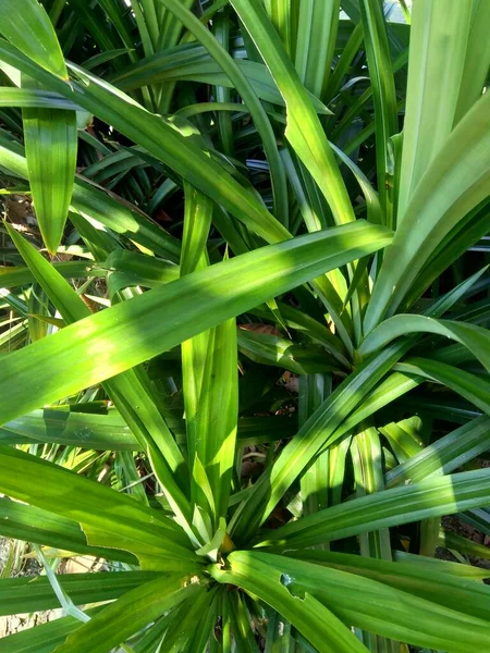 Pandanus Amaryllifolius Indonesio Llamado Pandan Wangi Con Fondo Natural —  Fotos de Stock