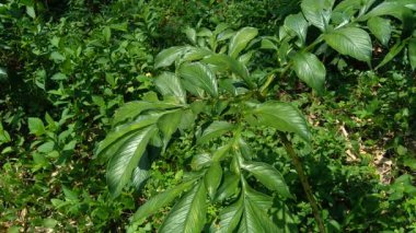 Yeşil Amorphophallus peeoniifolius (suweg, porang, fil ayağı yer elması, whitespot dev arum) doğal bir arka plana sahiptir.