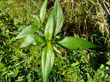 Doğada yeşil Andrographis paniklemesini (creat, sambiloto, yeşil chireta) kapatın. Acanthaceae familyasından yıllık bir bitkidir. Acı tadı olan şifalı bitkiler..
