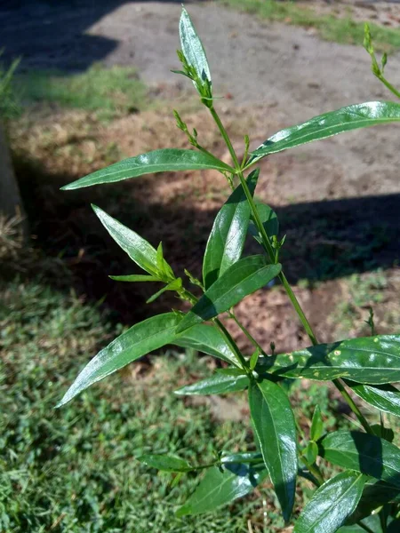 Close Verde Andrographis Paniculata Creat Sambiloto Chireta Verde Natureza Acanthaceae — Fotografia de Stock