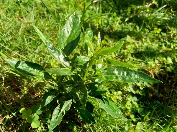 Close Verde Andrographis Paniculata Creat Sambiloto Chireta Verde Natureza Acanthaceae — Fotografia de Stock