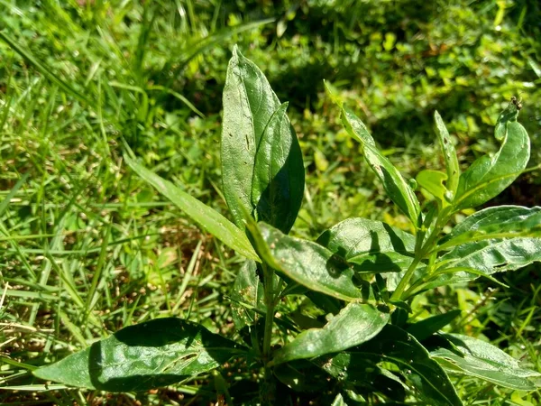 Die Grüne Andrographis Paniculata Kreat Sambiloto Grüne Chireta Der Natur — Stockfoto