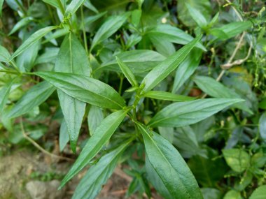 Doğada yeşil Andrographis paniklemesini (creat, sambiloto, yeşil chireta) kapatın. Acanthaceae familyasından yıllık bir bitkidir. Acı tadı olan şifalı bitkiler..
