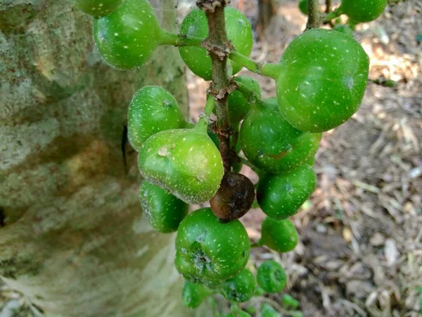 Ficus Hispida Também Conhecido Como Luwingan Ara Berbulu Ara Bertangkai — Fotografia de Stock