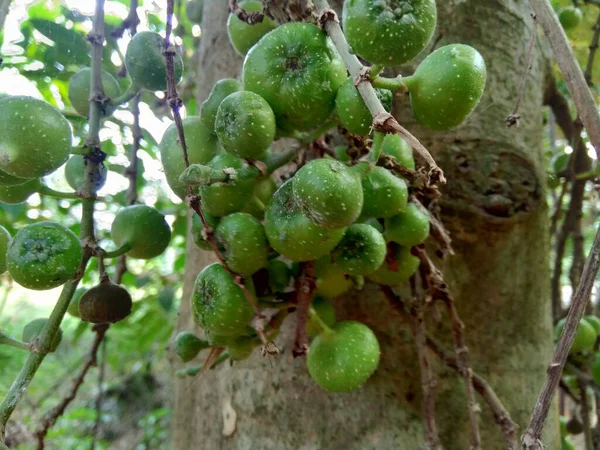 Ficus Hispida Más Néven Luwingan Ara Berbulu Ara Bertangkai Dao — Stock Fotó