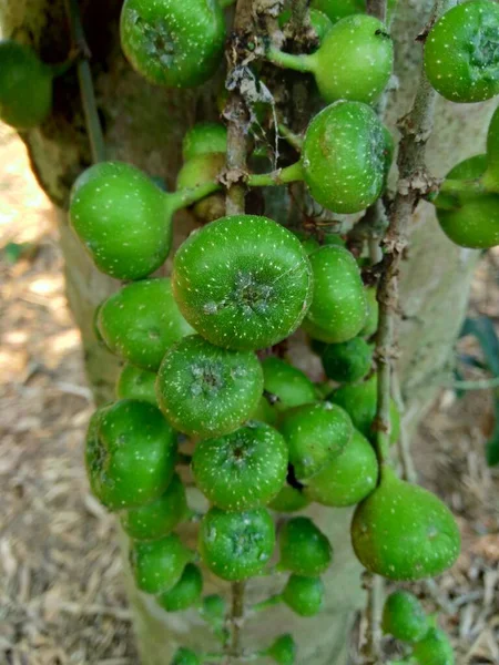Ficus Hispida También Conocido Como Luwingan Ara Berbulu Ara Bertangkai —  Fotos de Stock
