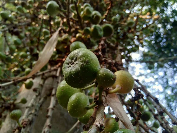 Ficus Hispida Noto Anche Come Luwingan Ara Berbulu Ara Bertangkai — Foto Stock
