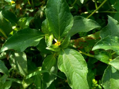 Düğüm otu (Synedrella nodiflora, synderella otu olarak da bilinir) doğal bir geçmişi vardır..