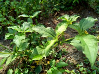 Düğüm otu (Synedrella nodiflora, synderella otu olarak da bilinir) doğal bir geçmişi vardır..