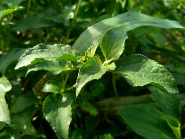 Узловой Сорняк Известный Synedrella Nodiflora Synderella Weed Естественным Фоном — стоковое фото