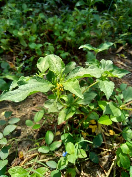 Természetes Hátterű Csomópont Más Néven Synedrella Nodiflora Synderella Weed — Stock Fotó