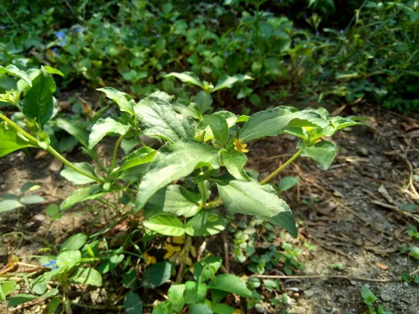 Természetes Hátterű Csomópont Más Néven Synedrella Nodiflora Synderella Weed — Stock Fotó
