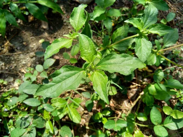 Φασκόμηλο Γνωστό Και Synedrella Nodiflora Synderella Weed Φυσικό Υπόβαθρο — Φωτογραφία Αρχείου