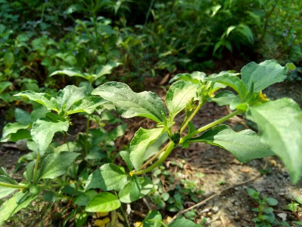 Węzeł Chwasty Znany Również Jako Synedrella Nodiflora Chwasty Synderella Naturalnym — Zdjęcie stockowe