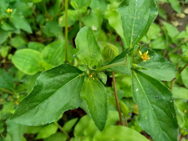 Hierba Nodo También Conocida Como Synedrella Nodiflora Synderella Weed Con —  Fotos de Stock