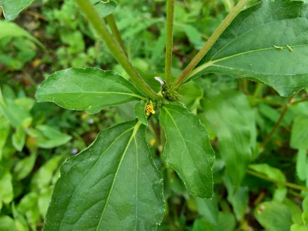 Узловой Сорняк Известный Synedrella Nodiflora Synderella Weed Естественным Фоном — стоковое фото