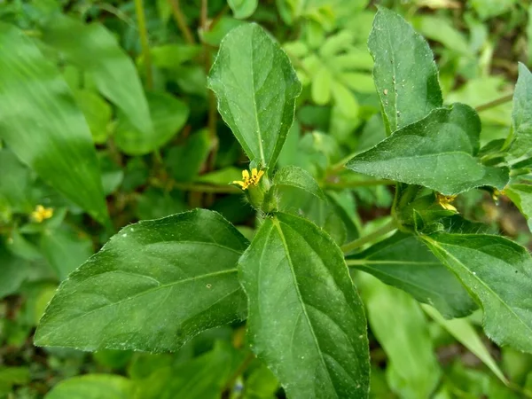 Synedrela Nodiflora Synderella Weed 도알려져 자연적 배경을 가지고 — 스톡 사진