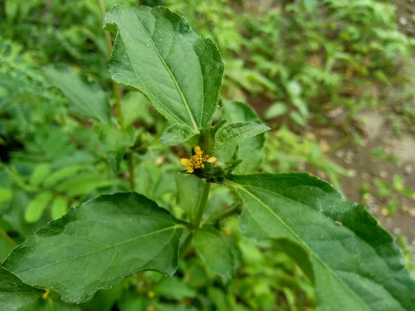 Synedrela Nodiflora Synderella Weed 도알려져 자연적 배경을 가지고 — 스톡 사진