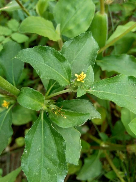 Synedrela Nodiflora Synderella Weed 도알려져 자연적 배경을 가지고 — 스톡 사진