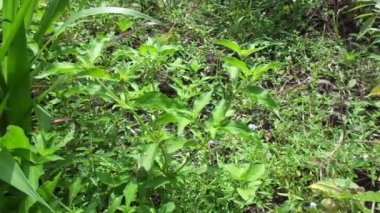Düğüm otu (Synedrella nodiflora, synderella otu olarak da bilinir) doğal bir geçmişi vardır..