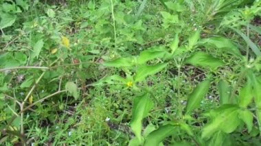 Düğüm otu (Synedrella nodiflora, synderella otu olarak da bilinir) doğal bir geçmişi vardır..