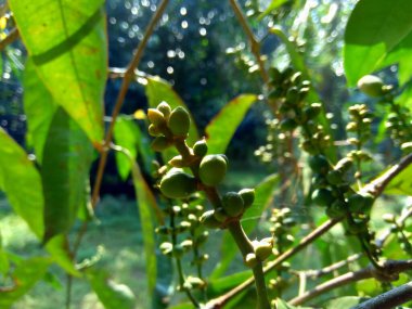 Gnetum gnemon (ayrıca gnemon, melinjo, belinjo, kuliat, culiat, bago, bigo ve padi yulaf olarak da bilinir) doğal bir arka planı vardır.