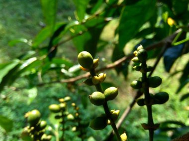 Gnetum gnemon (ayrıca gnemon, melinjo, belinjo, kuliat, culiat, bago, bigo ve padi yulaf olarak da bilinir) doğal bir arka planı vardır.