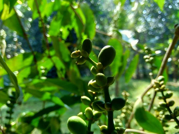 Gnetum Gnemon Also Called Gnemon Melinjo Belinjo Kuliat Culiat Bago — Stock Photo, Image