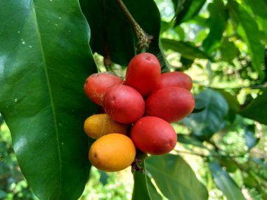 Gnetum gnemon (ayrıca gnemon, melinjo, belinjo, kuliat, culiat, bago, bigo ve padi yulaf olarak da bilinir) doğal bir arka planı vardır.