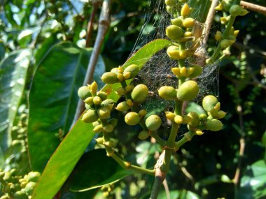 Gnetum gnemon (ayrıca gnemon, melinjo, belinjo, kuliat, culiat, bago, bigo ve padi yulaf olarak da bilinir) doğal bir arka planı vardır.