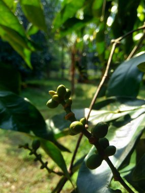 Gnetum gnemon (ayrıca gnemon, melinjo, belinjo, kuliat, culiat, bago, bigo ve padi yulaf olarak da bilinir) doğal bir arka planı vardır.